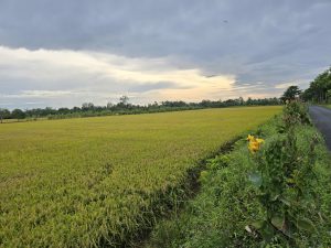 Tour đi xe đạp về vùng quê Mekong