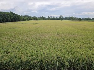 Tour đi xe đạp về vùng quê Mekong