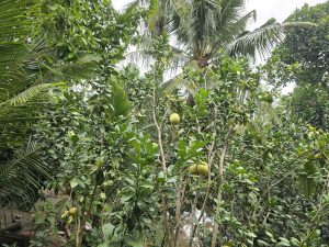 Tour đi xe đạp về vùng quê Mekong