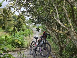Tour đi xe đạp về vùng quê Mekong
