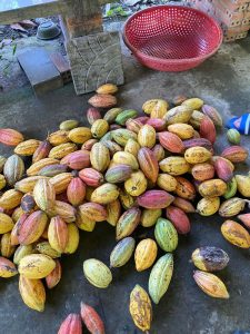 Tham quan chợ nổi kết hợp với vườn Cacao đi bằng tàu