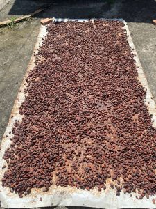 Tham quan chợ nổi kết hợp với vườn Cacao đi bằng tàu