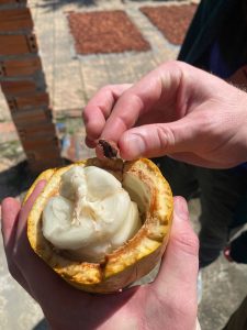 Tham quan chợ nổi kết hợp với vườn Cacao đi bằng tàu