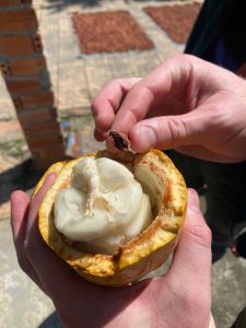 Tham quan chợ nổi kết hợp với vườn Cacao đi bằng tàu