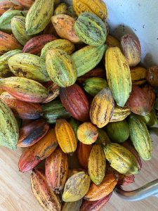 Tham quan chợ nổi kết hợp với vườn Cacao đi bằng tàu
