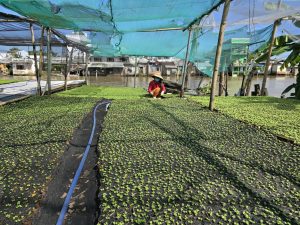 Mekong Culture Tour ( By Boat)