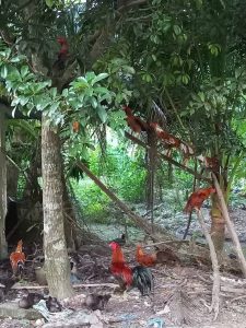 Mekong Biking Trip( Boat  and biking together)